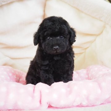 トイプードル(タイニー)【奈良県・男の子・2024年7月22日・ブラック】の写真「くりくりおめめの小ぶりタイニーの男の子💖」