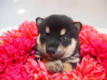 柴犬(豆柴)【奈良県・女の子・2017年8月16日・黒】の写真「抜群の可愛さ♡豆柴ちゃん♡！」