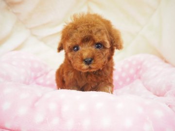 トイプードル(ティーカップ)【奈良県・男の子・2020年7月10日・レッド】の写真「手のひらサイズ💞可愛さ抜群💞」