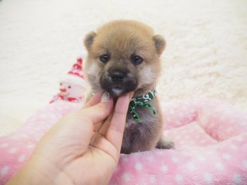 柴犬(豆柴)【奈良県・男の子・2019年11月5日・赤】の写真「両親から三代豆柴合格認定犬🐕💯豆柴家系くん💓」