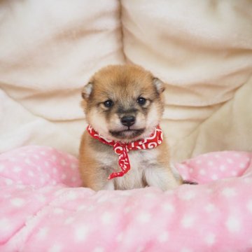 柴犬(豆柴)【奈良県・女の子・2024年6月16日・赤】の写真「両親から三代以上豆柴合格認定犬🐶💖」