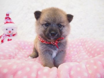 柴犬(豆柴)【奈良県・女の子・2019年10月10日・赤】の写真「両親から二代 豆柴合格認定🐕💯豆柴家系🌟」