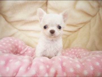 チワワ(ロング)【奈良県・男の子・2021年9月20日・ホワイト】の写真「綺麗なオフホワイトのちびっこくん💖」