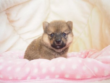 柴犬(豆柴)【奈良県・男の子・2020年9月17日・赤】の写真「両親から三代豆柴合格認定犬🌟豆柴家系です💕」