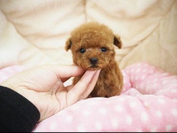 トイプードル(ティーカップ)【奈良県・女の子・2021年3月29日・レッド】の写真「超ちびちびテディベア姫🧸💖」