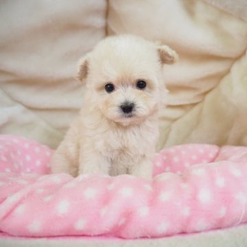 マルプー(マルチーズ×トイプードル)【奈良県・女の子・2024年7月11日・クリーム】の写真「小ぶりな優しいお顔つきの女の子💖」