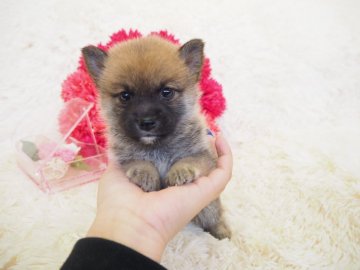 柴犬(豆柴)【奈良県・女の子・2018年8月22日・赤】の写真「超ちびちび豆柴ちゃん(*´꒳`*)💖」