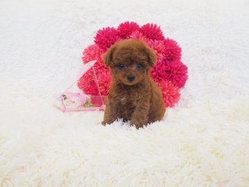 トイプードル(ティーカップ)【奈良県・男の子・2018年2月22日・レッド】の写真「クリクリお目目に小さなお耳がテディベア💖」