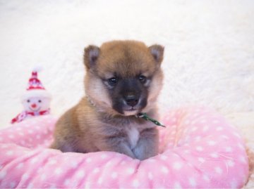 柴犬(豆柴)【奈良県・男の子・2019年10月17日・赤】の写真「両親から二代 豆柴合格認定犬🐕💯豆柴家系🌟」