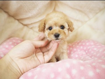 トイプードル(ティーカップ)【奈良県・女の子・2021年7月22日・クリーム】の写真「ティーカッププードル家系から生まれた1匹子ちゃん💖」