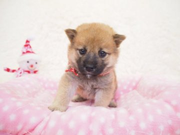 柴犬(豆柴)【奈良県・女の子・2019年10月23日・赤】の写真「両親から三代豆柴合格認定犬🐕豆柴家系💖」