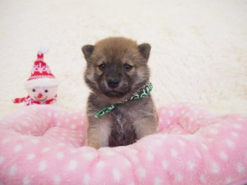 柴犬(豆柴)【奈良県・男の子・2019年10月17日・赤】の写真「両親から三代豆柴合格認定されています🐕豆柴家系💖」