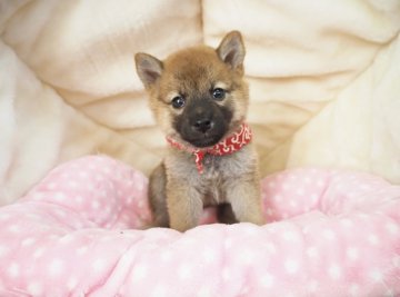 柴犬(豆柴)【奈良県・女の子・2021年8月14日・赤】の写真「両親から三代豆柴合格認定犬🌟豆柴家系🐕」