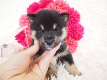 柴犬(豆柴)【奈良県・男の子・2018年8月29日・黒】の写真「癒しキャラの豆柴くん💖」