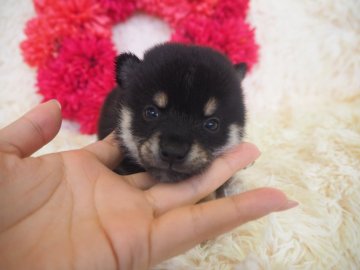 柴犬(豆柴)【奈良県・女の子・2018年1月24日・黒】の写真「超ちっびちびのおっとり豆柴ちゃん💖」