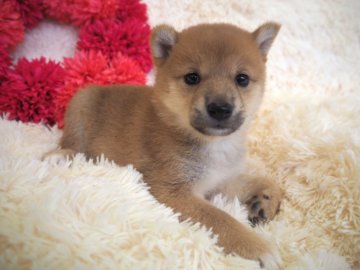 柴犬(豆柴)【奈良県・女の子・2018年1月1日・赤】の写真「おっとりマイペースの女の子です💖」