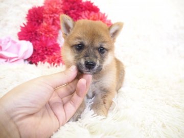 柴犬(豆柴)【奈良県・女の子・2019年5月25日・赤】の写真「両親から三代豆柴合格認定されています💖」