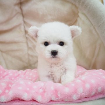 ビションフリーゼ【奈良県・男の子・2024年8月19日・ホワイト】の写真「ママは韓国ミニビション🇰🇷プレミアムパピー💖」