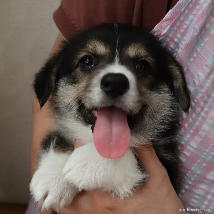 はる 様のお迎えした子犬