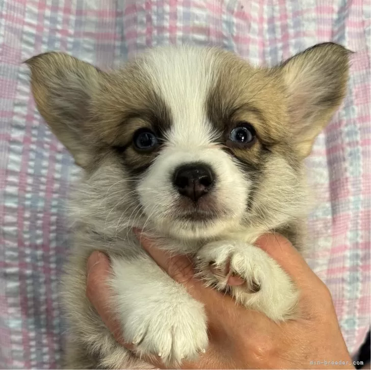 るん 様のお迎えした子犬