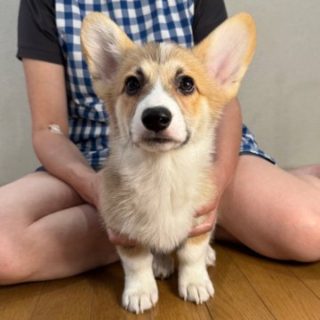 ウェルシュ・コーギー・ペンブローク【栃木県・男の子・2024年4月25日・レッド&ホワイト】の写真「明るく可愛い男の子です♪」