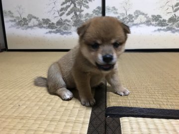 柴犬(標準サイズ)【埼玉県・女の子・2017年7月17日・赤】の写真「サマーセール(⸝⸝⸝´ꇴ`⸝⸝⸝)」