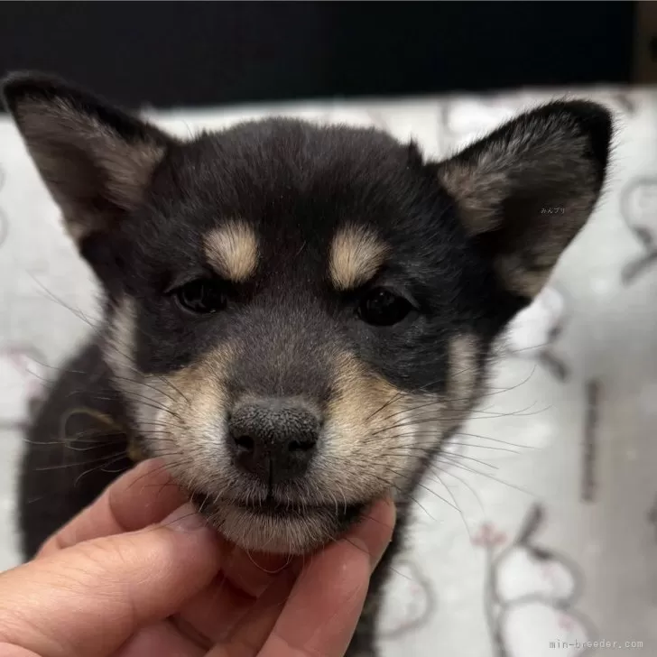 柴犬(標準サイズ)【愛知県・女の子・2024年10月14日・黒】の写真1