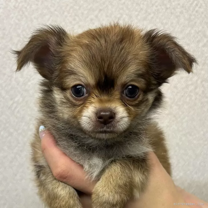 H.I 様のお迎えした子犬