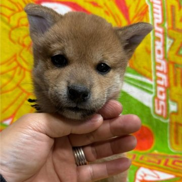 柴犬(標準サイズ)【愛知県・男の子・2024年10月14日・赤】の写真「お父さん豆柴お母さん豆柴サイズです」