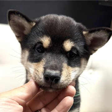 柴犬(標準サイズ)【愛知県・女の子・2024年10月10日・黒】の写真「お父さん豆柴お母さん豆柴サイズです」