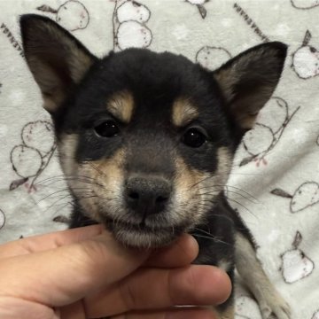 柴犬(標準サイズ)【愛知県・女の子・2024年10月14日・黒】の写真「お父さん豆柴お母さん豆柴サイズです」