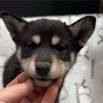 柴犬(標準サイズ)【愛知県・女の子・2024年10月14日・黒】の写真「お父さん豆柴お母さん豆柴サイズです」