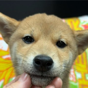 柴犬(標準サイズ)【愛知県・男の子・2024年10月14日・赤】の写真「お父さん豆柴お母さん豆柴サイズです」