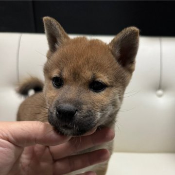 柴犬(標準サイズ)【愛知県・女の子・2024年10月14日・赤】の写真「お父さん豆柴お母さん豆柴サイズです」