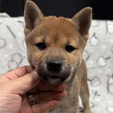 柴犬(標準サイズ)【愛知県・女の子・2024年10月14日・赤】の写真「お父さん豆柴お母さん豆柴サイズです」