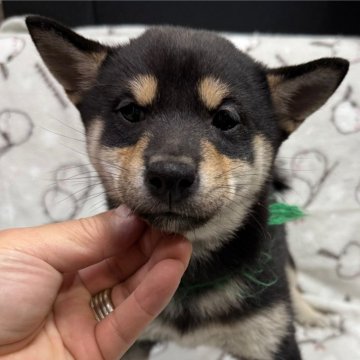 柴犬(標準サイズ)【愛知県・女の子・2024年10月10日・黒】の写真「お父さん豆柴お母さん豆柴サイズです」