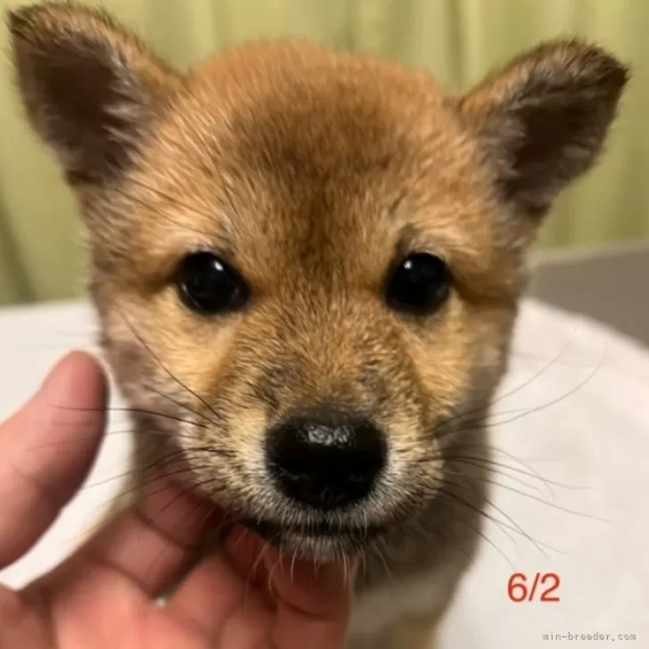 柴犬(標準サイズ)【愛知県・女の子・2024年4月6日・赤】の写真1