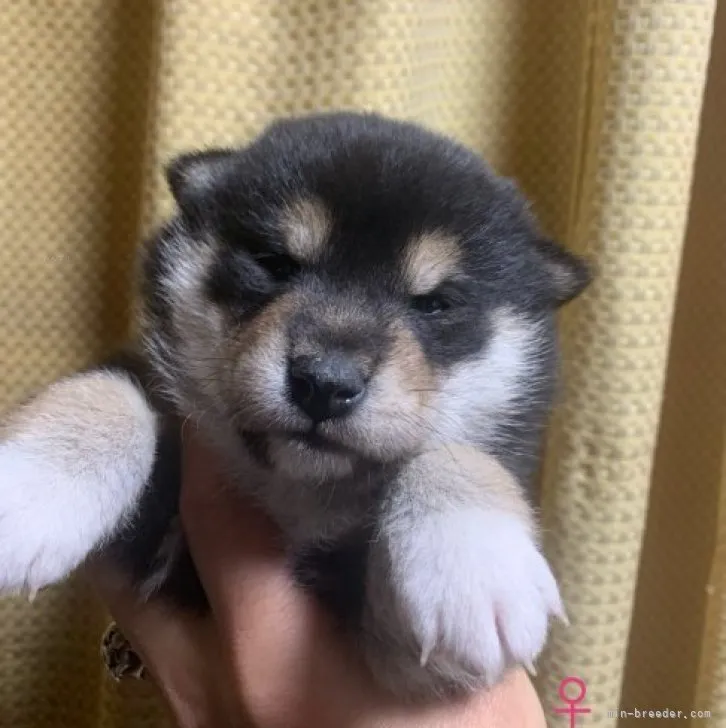 柴犬(標準サイズ)【愛知県・女の子・2023年10月25日・黒】の写真1