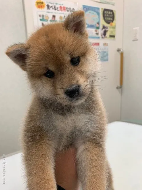 柴犬(標準サイズ)【愛知県・男の子・2021年12月5日・赤】の写真1「2/1」