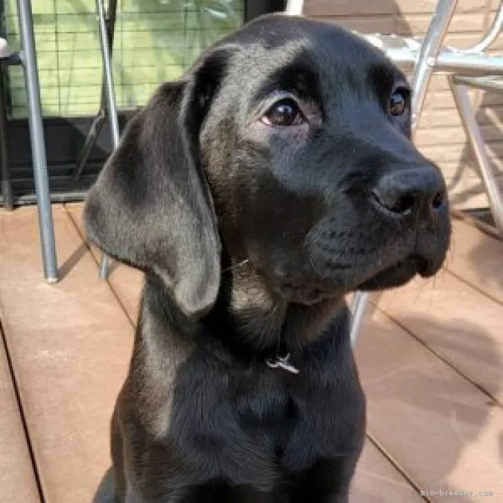 omikan 様のお迎えした子犬