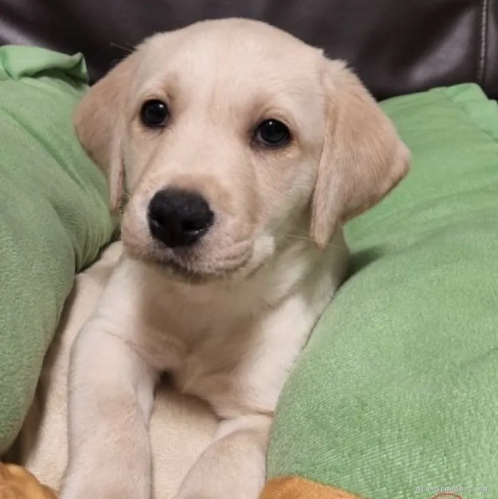 T.S 様のお迎えした子犬