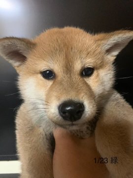 柴犬(標準サイズ)【愛知県・男の子・2021年11月19日・赤】の写真「元気な男の子です。」