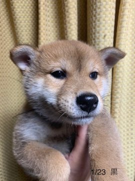 柴犬(標準サイズ)【愛知県・男の子・2021年11月19日・赤】の写真「元気な男の子です。」