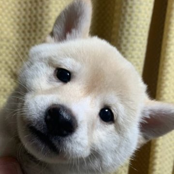 柴犬(標準サイズ)【愛知県・男の子・2023年10月25日・白】の写真「とてもフレンドリーな両親から産まれた子犬です」