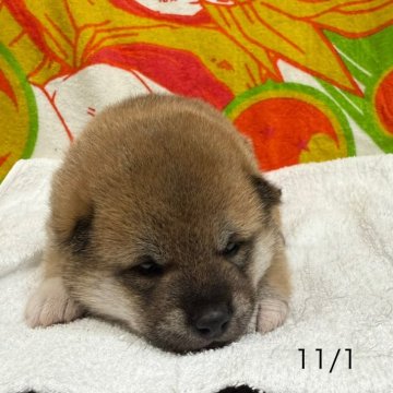 柴犬(標準サイズ)【愛知県・女の子・2024年10月10日・赤】の写真「お父さん豆柴お母さん豆柴サイズです」