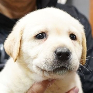 ラブラドールレトリバー【大分県・男の子・2024年10月9日・イエロー】の写真「人懐っこく元気でしっかりした骨格の男の子です」