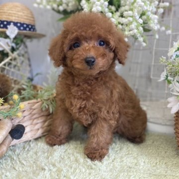 タイニープードル【広島県・男の子・2025年1月11日・レッド】の写真「ムチムチ　コロコロ　甘えん坊❣」