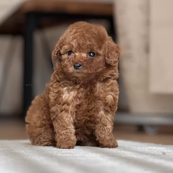 T.O 様のお迎えした子犬