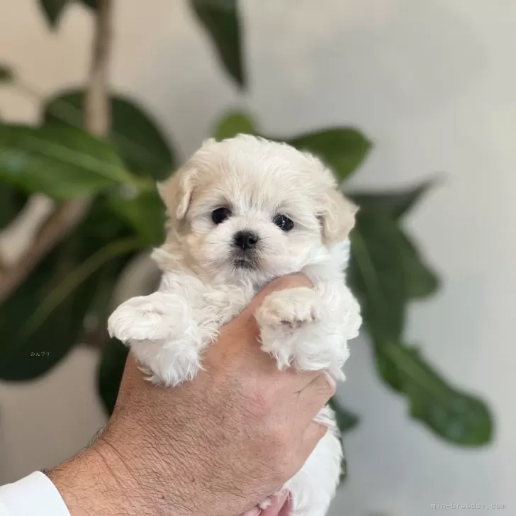 三姉妹まま 様のお迎えした子犬