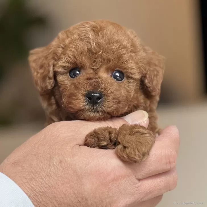 M.S 様のお迎えした子犬